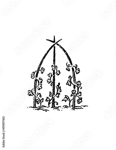 vine on trellis