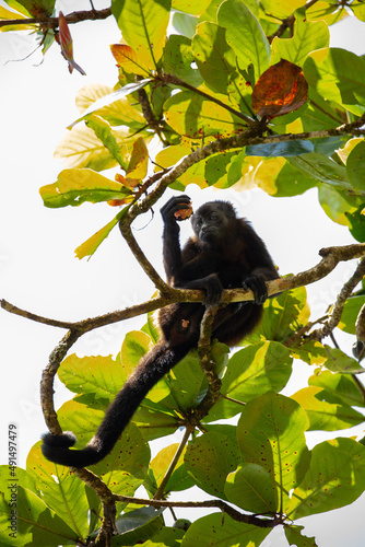 Photography baby mantled howler monkey