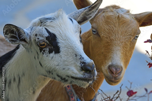 Two goat faces up close.