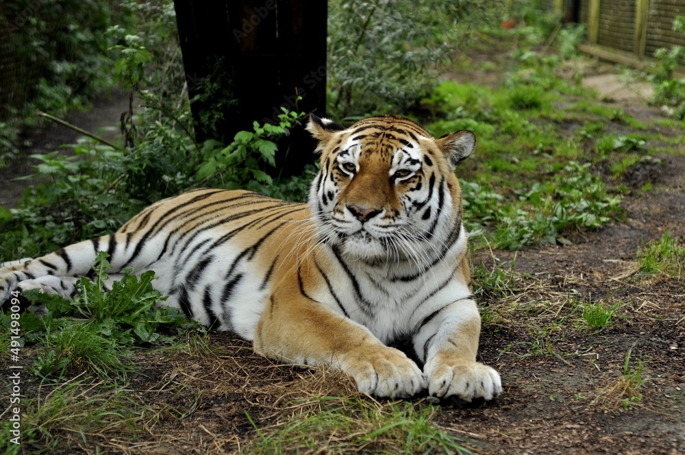Animals are a traditionally (since the time of Aristotle) distinguished category of organisms, currently considered as a biological kingdom. Animals are a traditionally (since the time of Aristotle) distinguished category of organisms, currently considered as a biological kingdom.