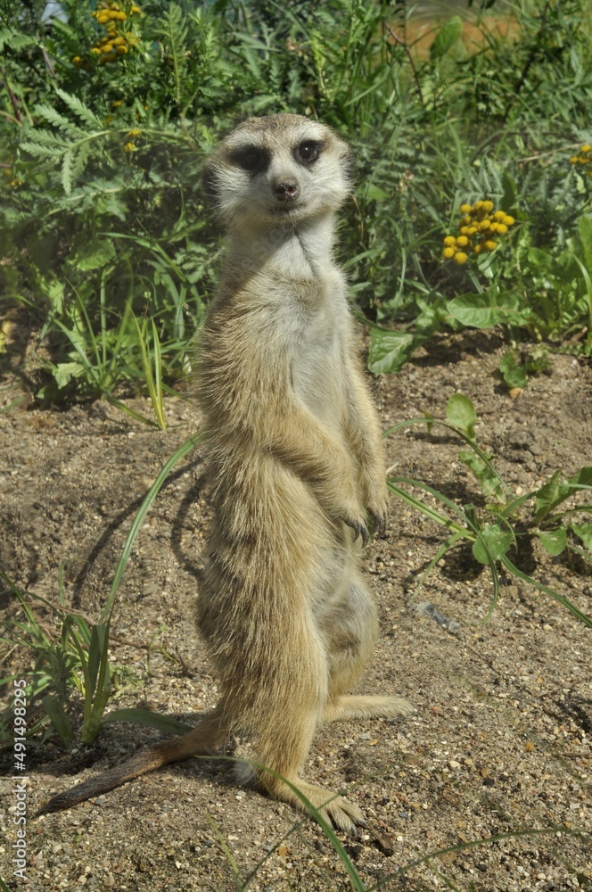 Fototapeta premium Animals are a traditionally (since the time of Aristotle) distinguished category of organisms, currently considered as a biological kingdom.