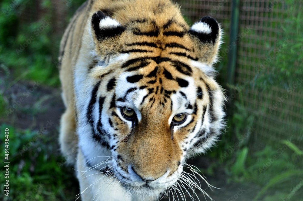 Fototapeta premium Animals are a traditionally (since the time of Aristotle) distinguished category of organisms, currently considered as a biological kingdom.