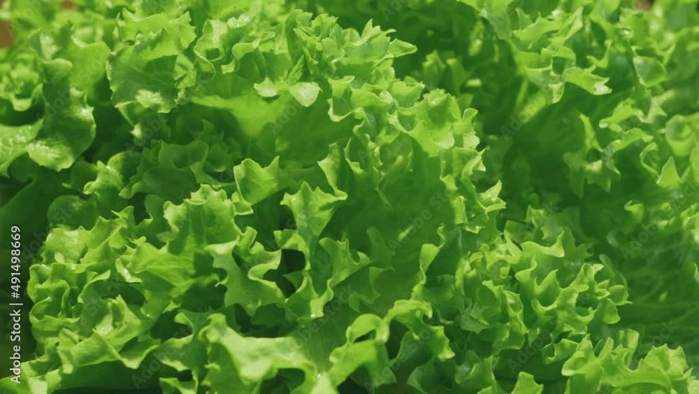 Close-up shot of fresh green leaf lettuce, rosette of crispy curly decorative leaves rotating, full screen. Close-up shot of fresh green leaf lettuce, rosette of crispy curly decorative leaves rotating, full screen.