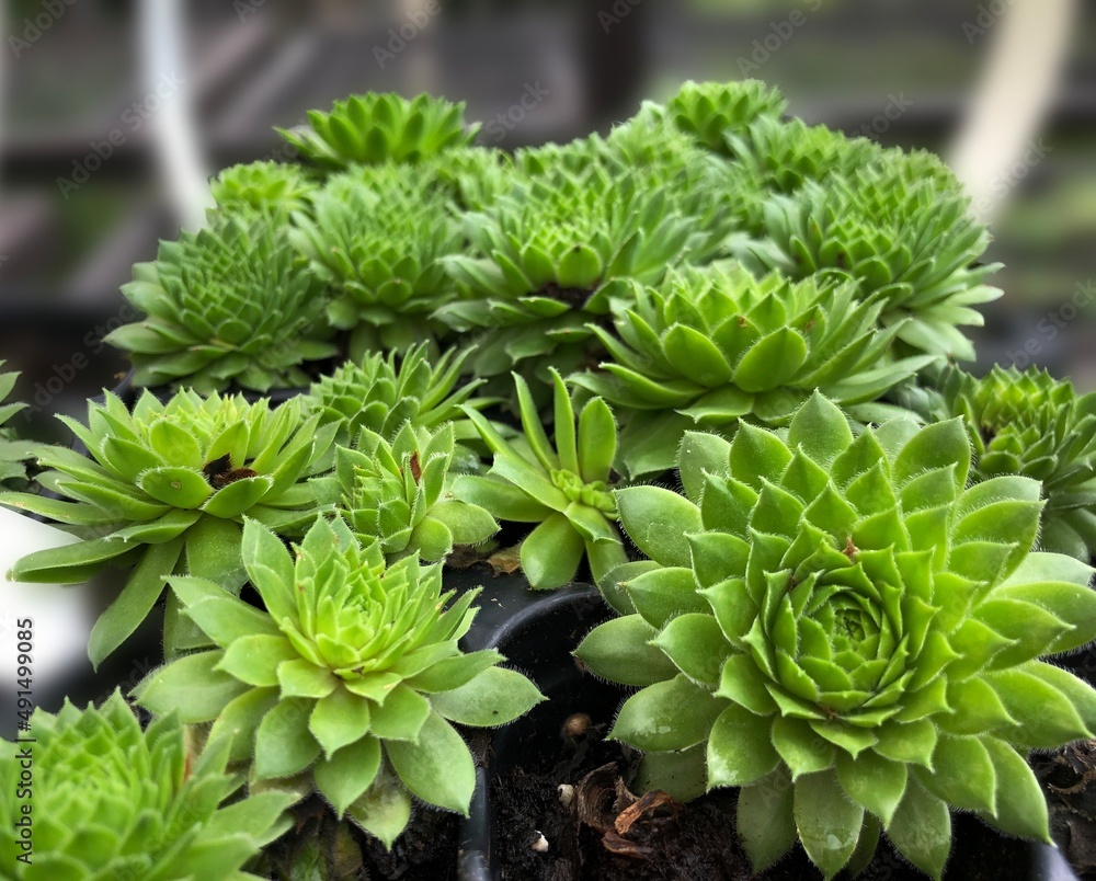 Pile of fresh green clusters of succulents, close up Pile of fresh green clusters of succulents, close up