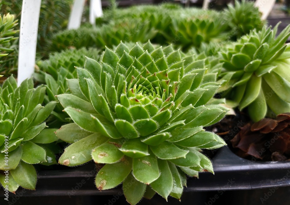 Fresh green clusters of succulents, close up