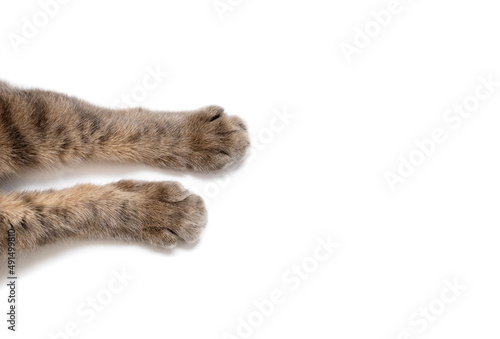 Paws of a gray cat on a white background. Beautiful striped paws of a fluffy cat on a paper background. Cute cat paws with free space for ads or text. White horizontal background with pet paws photo