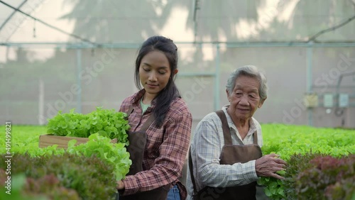 agriculture concept of 4k Resolution. Asian woman picking vegetables in greenhouse.