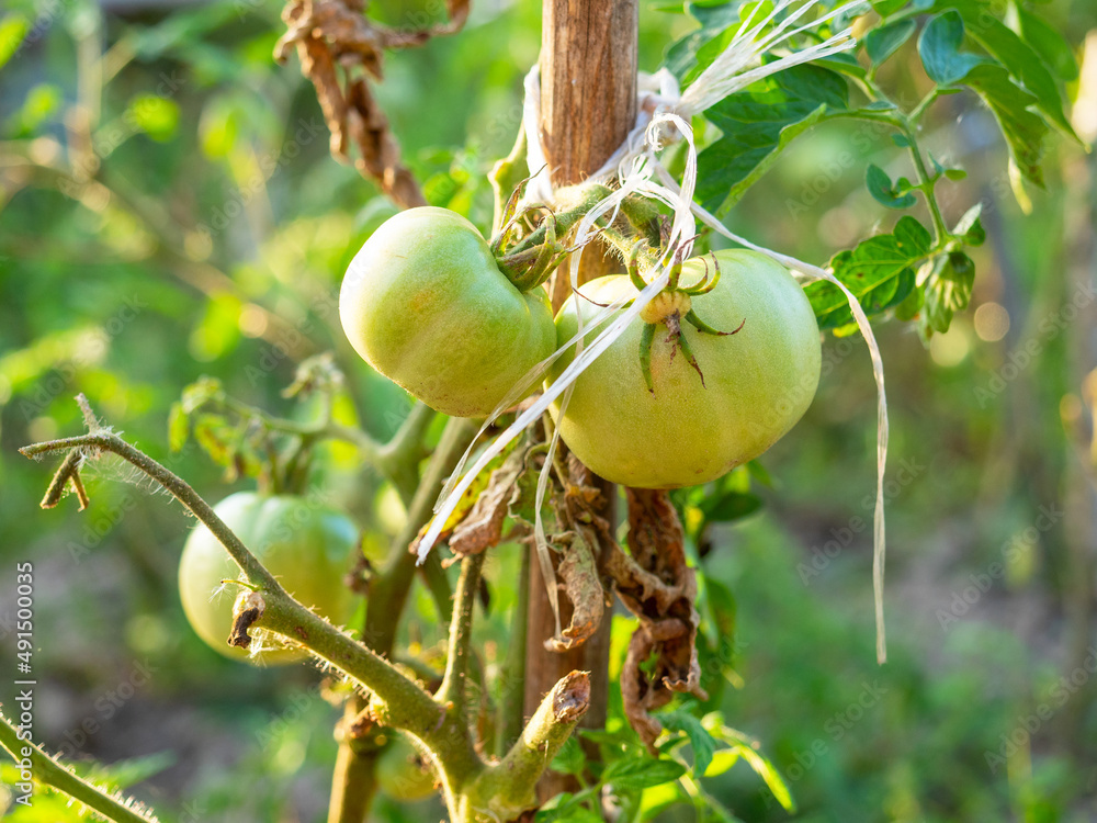 Obraz premium Close-up of green unripe tomatoes hanging on a branch. The concept of gardening and agriculture