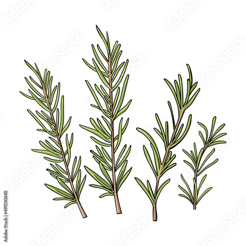 Set of Rosemary twigs and leaves. Graphic Print for Product Packaging related to Perfumery, Soaps, Cosmetics, Herbal Medicine, Aromatherapy Essential Oils. Isolated on white background