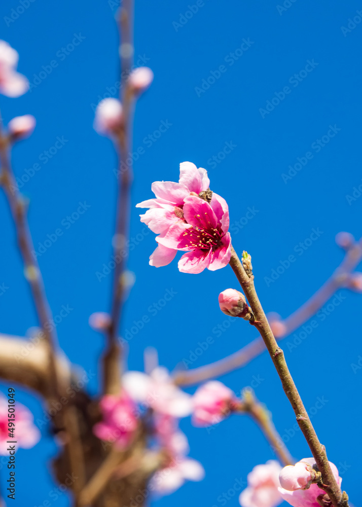 Arbol de melocotón con las primeras flores de primavera Arbol de melocotón con las primeras flores de primavera