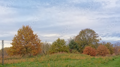 Autumnal trees in a meadow on a cloudy day in Bourgoyen nature reserve, Ghent, Flanders, Belgium 