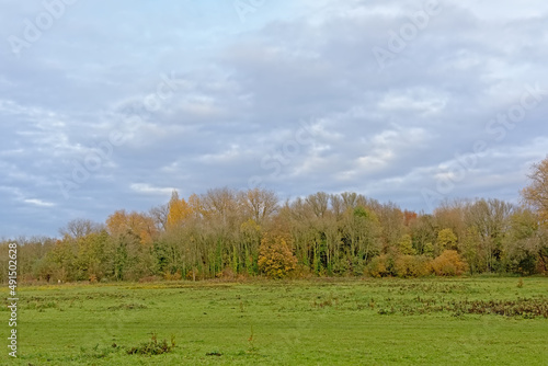 Autumnal trees in a meadow on a cloudy day in Bourgoyen nature reserve, Ghent, Flanders, Belgium 