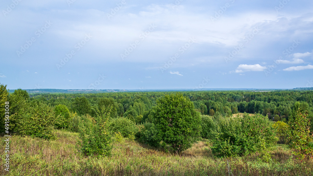 forest summer landscape