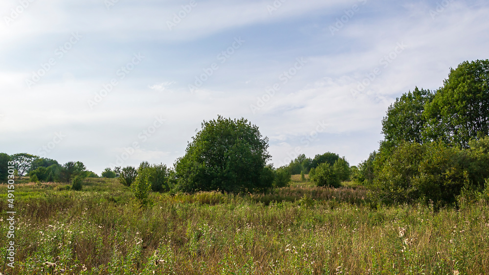 forest summer landscape forest summer landscape