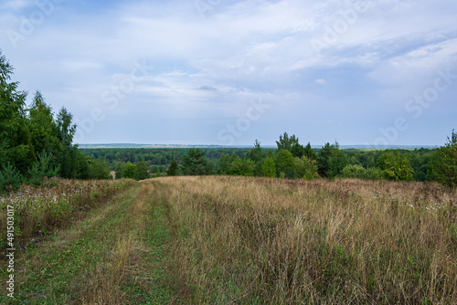 landscape  forest road