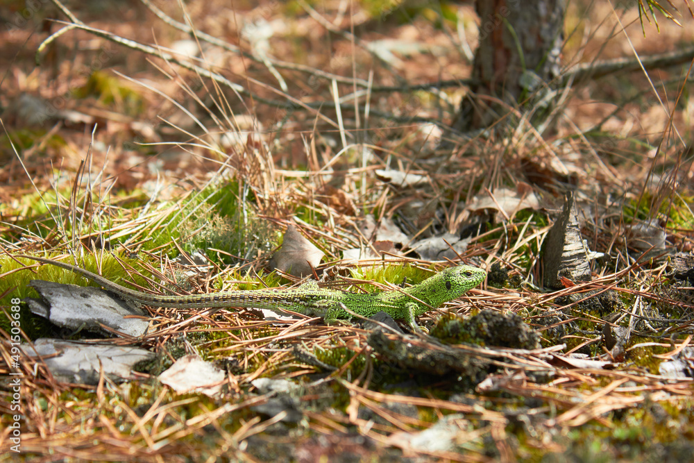 European green lizard (Lacerta agilis) in the forest. European green lizard (Lacerta agilis) in the forest.