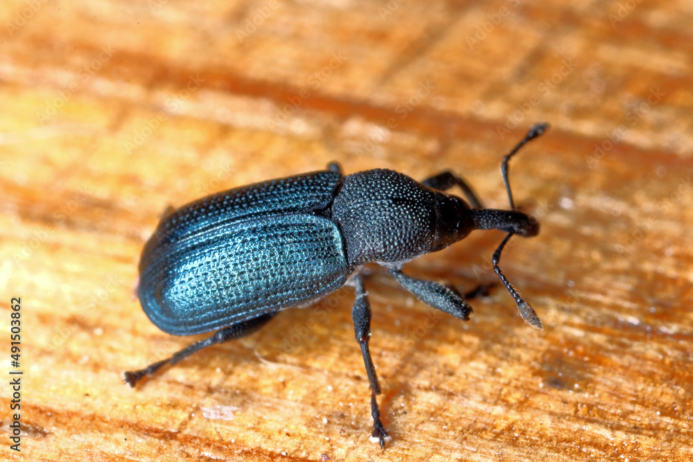 Weevil beetle of the genus Magdalis. Weevil beetle of the genus Magdalis.