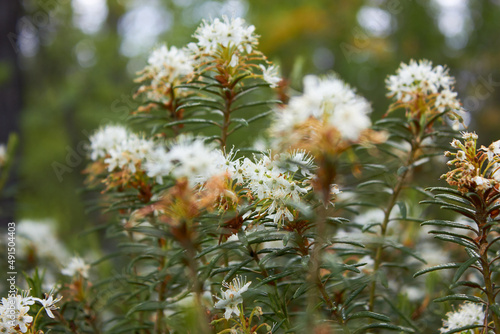 Flowering Rhododendron tomentosum (syn. Ledum palustre). Labrador tea or wild rosemary in spring forest.