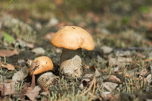 Two beautiful Leccinum mushrooms, known as boletus, in a spring forest. 