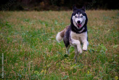 Beautiful female young siberian husky dog running with blur background  © ernestos