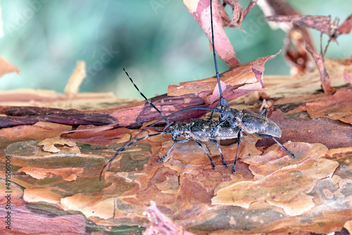 The pine sawyer beetle, also referred to as the black pine sawyer beetle - Monochamus galloprovincialis. It is a pest of pines in forests. photo