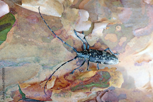 Obraz na plátně The pine sawyer beetle, also referred to as the black pine sawyer beetle - Monochamus galloprovincialis