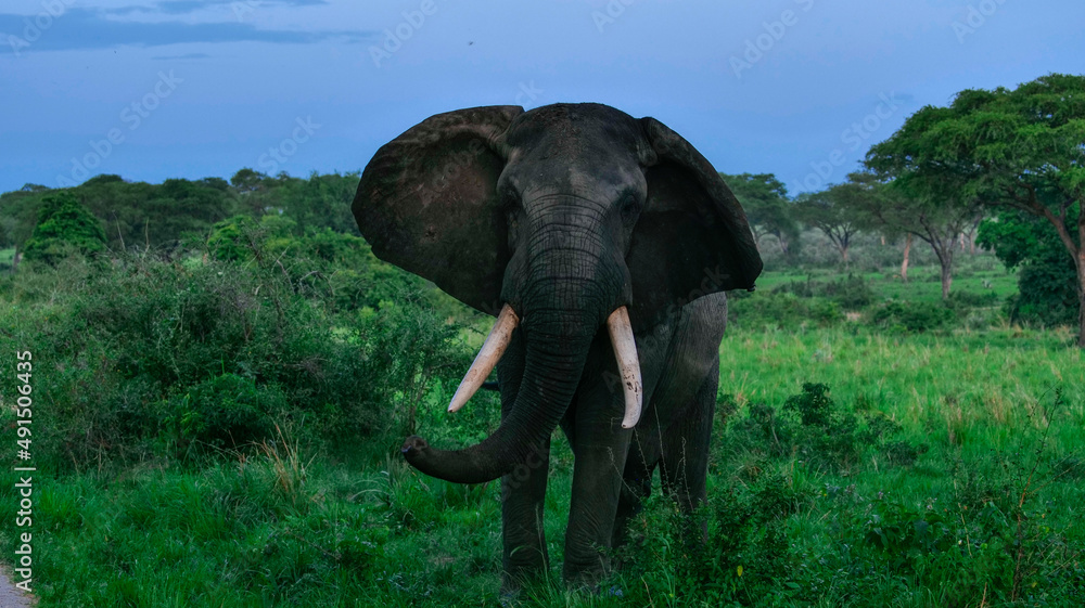Fototapeta premium elephant in the jungle