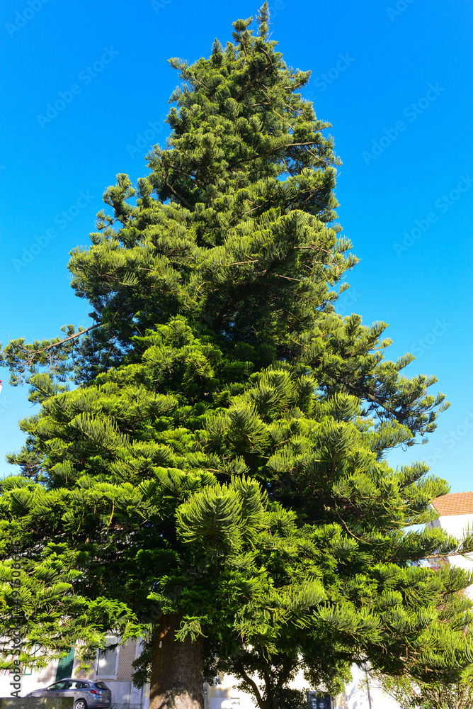 Zimmertanne (Araucaria heterophylla) in Figueira da Foz, Portugal Zimmertanne (Araucaria heterophylla) in Figueira da Foz, Portugal