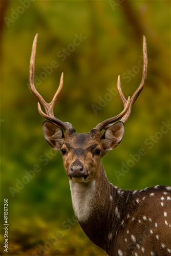 Portrait of a roe deer, buck in summer with clear blurred background. Detail of rebuck head. Clouse-up of wild animal in natural environment. 