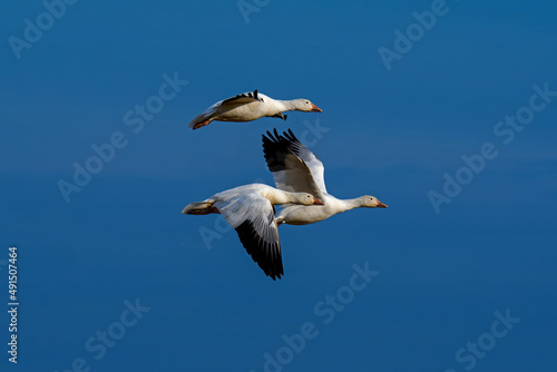 Snow geese flying in formation in the late afternoon sun during spring migration at Middle Creek Wildlife Management Area. They are a species of goose native to North America.