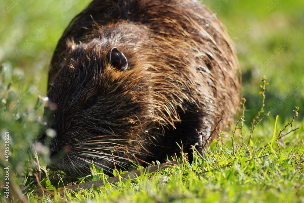 Israel Hula nature park nutria