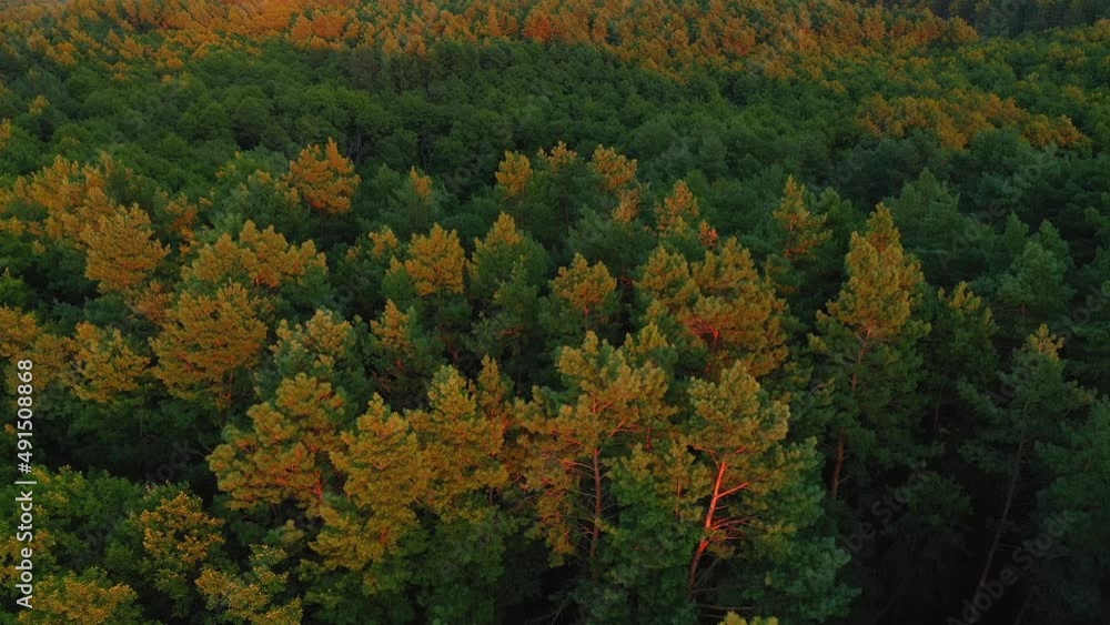 Tops of pine trees from a bird's eye view in the evening light. Filmed in UHD 4k video. Tops of pine trees from a bird's eye view in the evening light. Filmed in UHD 4k video.