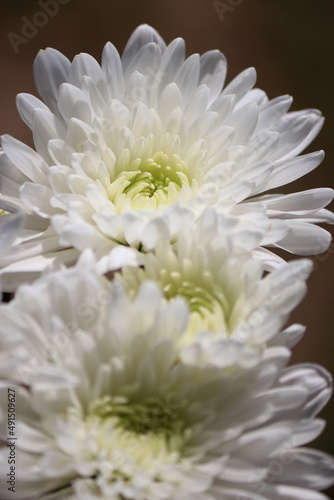 Close up of white chrysanthemum flowers  blurred background