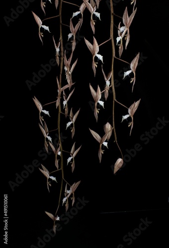 Interesting hanging orchid display with dragon-like flowers isolated in a black background  Gongora leucochila 