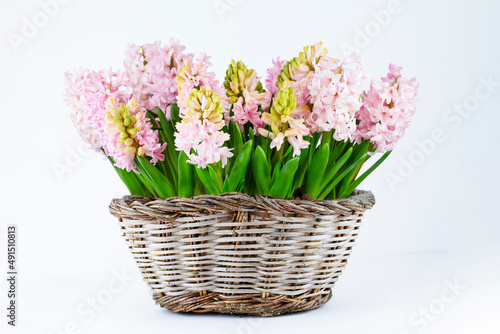 Group of pink hyacinth flowers inside of garden basket