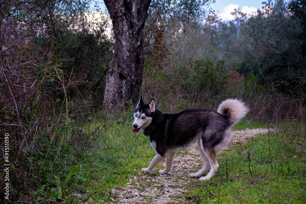 Beautiful female young siberian husky dog running with blur background 