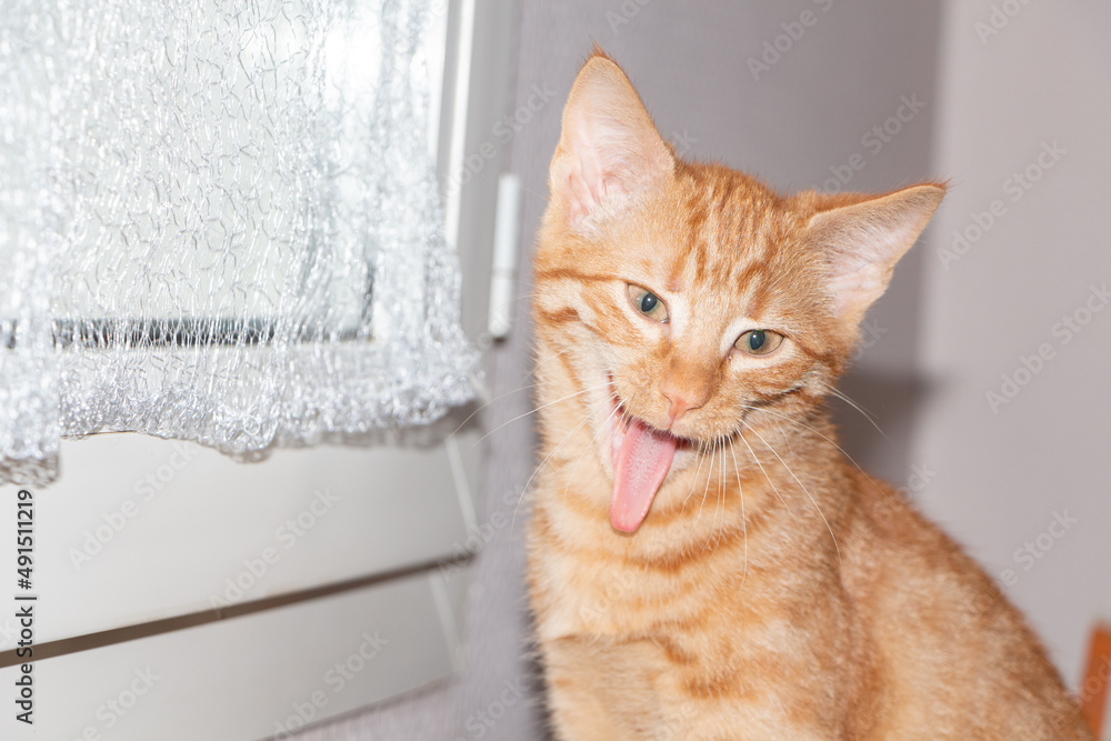 Head of a red kitten yawning
