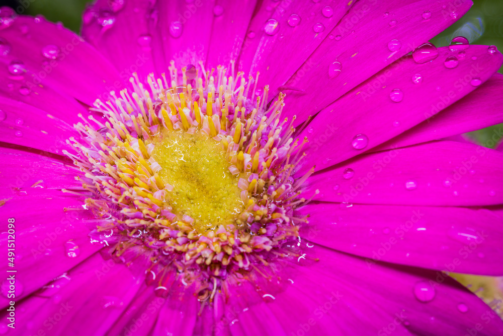 Gerbera Gerbera