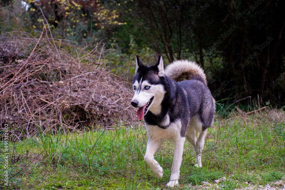 Beautiful female young siberian husky dog running with blur background 