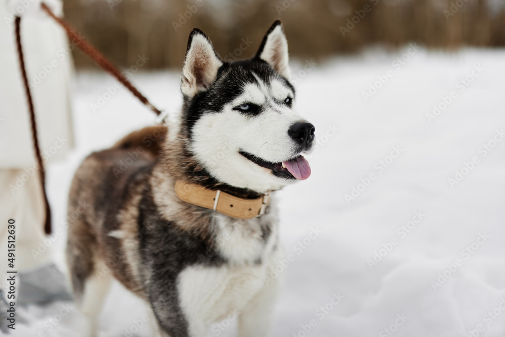 young woman with husky winter walk outdoors friendship Lifestyle