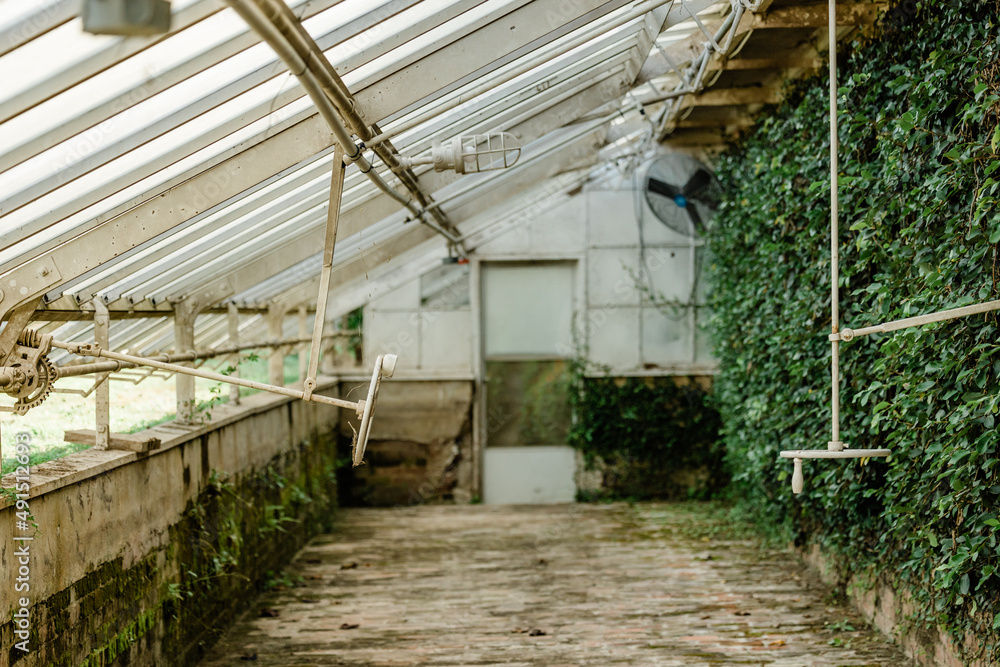 An empty greenhouse with glass ceiling and walls and a greenery covered wall An empty greenhouse with glass ceiling and walls and a greenery covered wall