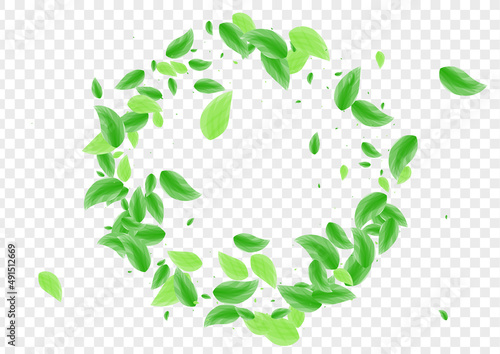 Light Green Leaf Background Transparent Vector. Sheet Food Design. Aroma Frame. Greenish Falling Card. Greenery Style.