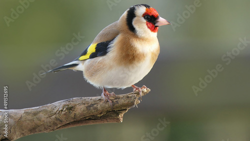 Photo Goldfinch on a branch in wood in UK