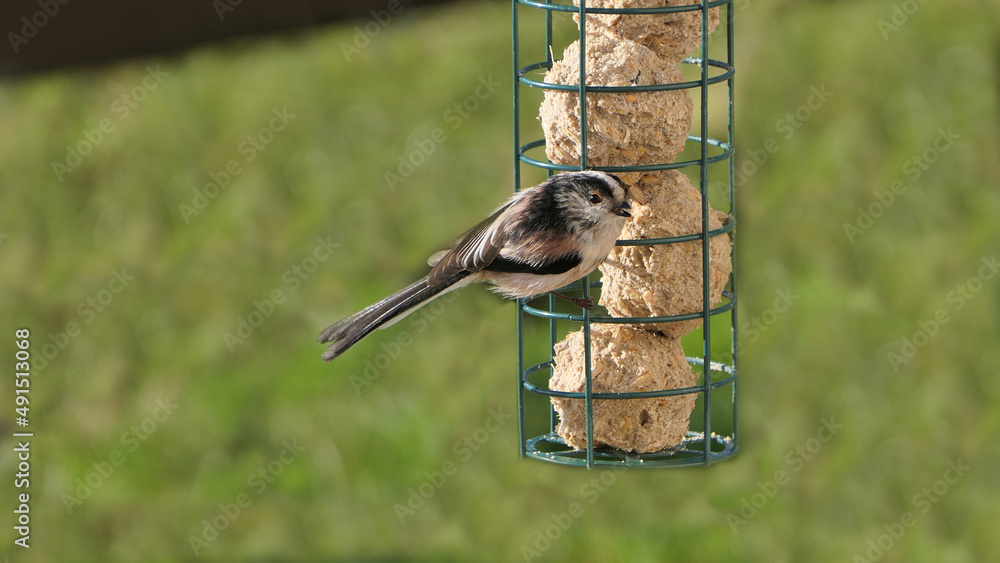 Naklejka premium The long-tailed tit feeding on fat balls Coconut halves Suet on bird table