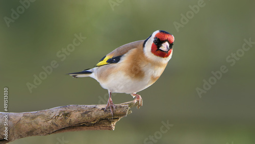 Tableau sur toile Goldfinch on a branch in wood in UK