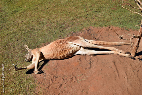  Very muscular wild red kangaroo lying with hand up