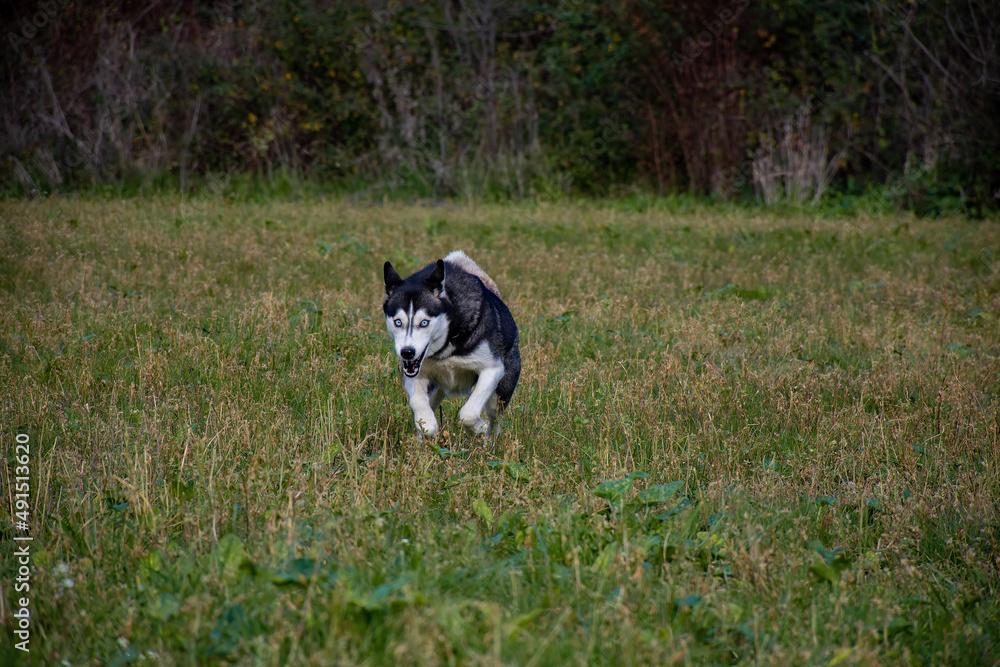 Beautiful female young siberian husky dog running with blur background 