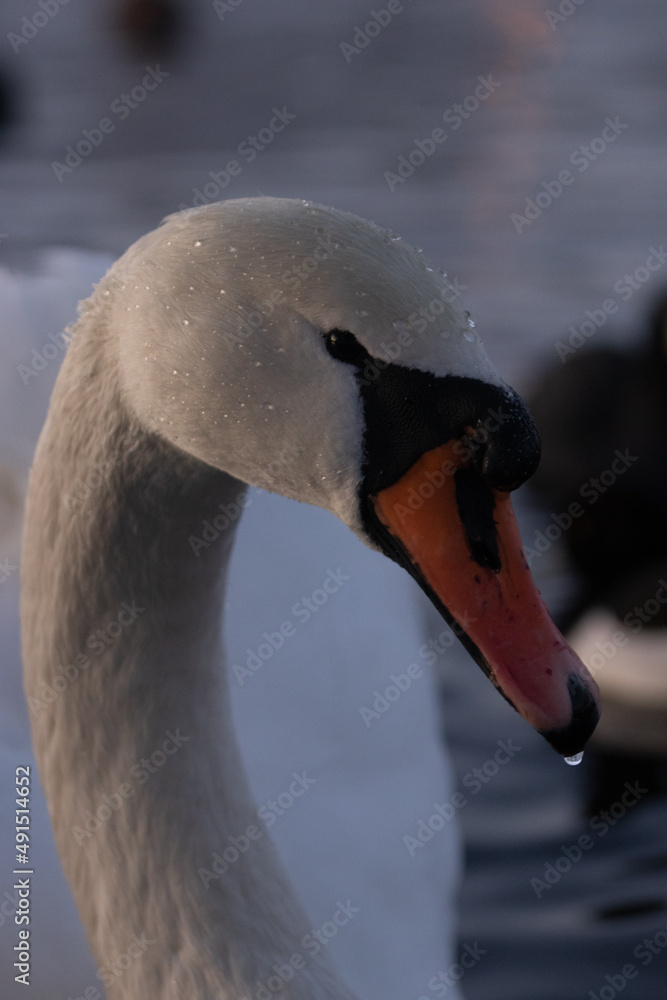 Fototapeta premium close up of a swan