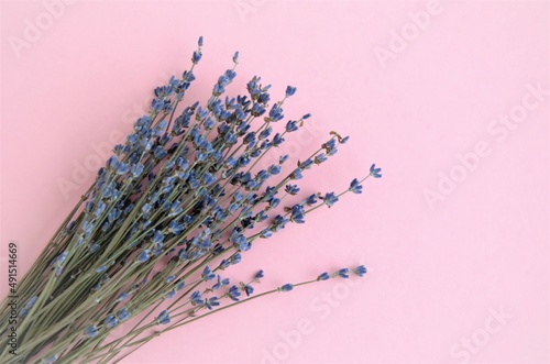 delicate bouquet of lavender on a pink background, minimalism