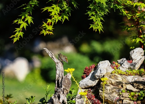 A bird sitting on a tree